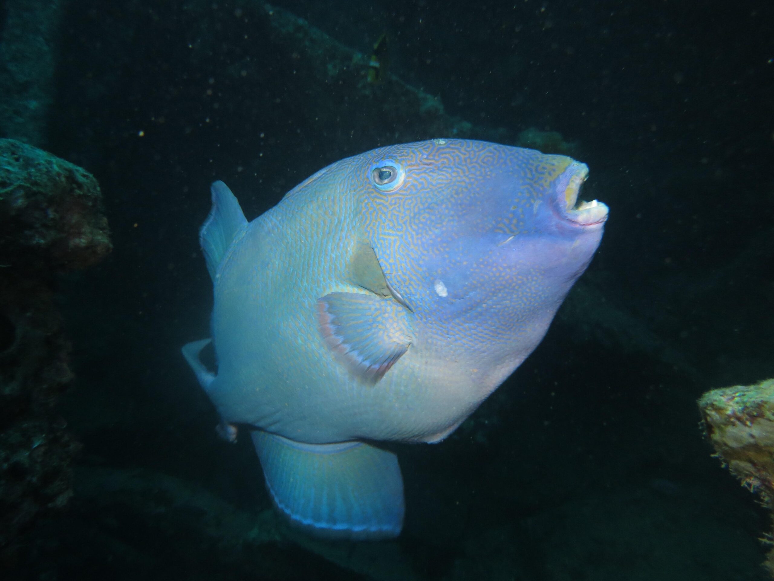 Blue Line Triggerfish (Pseudobalistes fuscus) |commons:File:Baliste vermiculé (Pseudobalistes fuscus) (Ifremer 00766-87767 - 46837).jpg