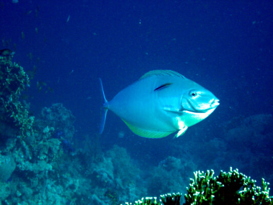 Blue-lined Surgeonfish (Acanthurus mata) |commons:File:Acanthurus mata.jpg