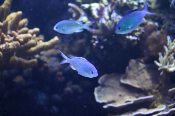 Blue Reef Chromis (Chromis cyanea) |commons:File:Chromis Cyanea 0335.jpg
