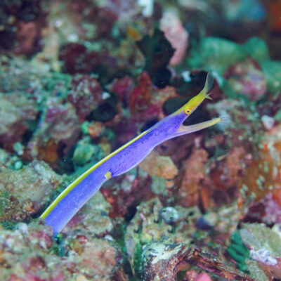 Blue Ribbon Eel (Rhinomuraena quaesita) |commons:File:Anguila listón azul (Rhinomuraena quaesita), Anilao, Filipinas, 2023-08-23, DD 57.jpg