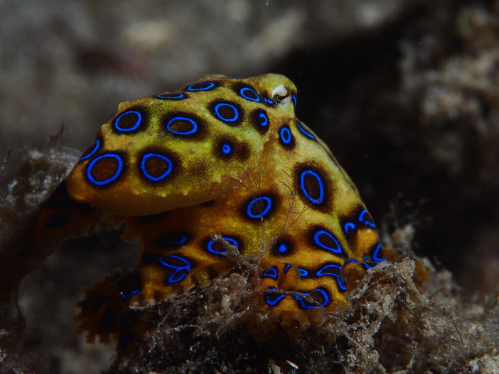 Blue Ring Octopus Hapalochlaena lunulata