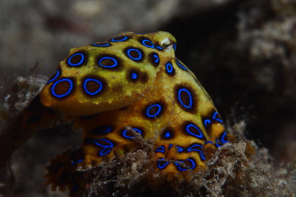 Blue Ring Octopus Hapalochlaena lunulata
