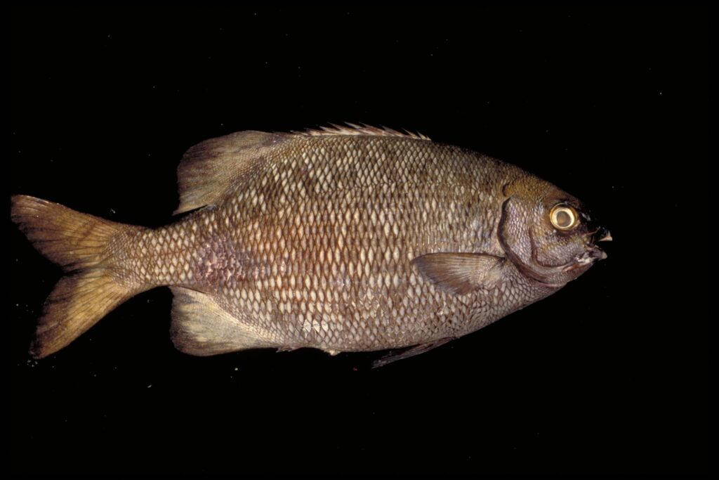Blue Sea Chub (Kyphosus cinerascens) |commons:File:Calicagère bleue (Kyphosus cinerascens) (Ifremer 00536-64749).jpg