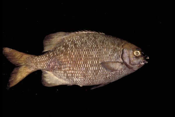 Blue Sea Chub (Kyphosus cinerascens) |commons:File:Calicagère bleue (Kyphosus cinerascens) (Ifremer 00536-64749).jpg
