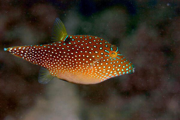Blue Spotted Puffer (Canthigaster solandri) |commons:File:Canthigaster solandri.jpg