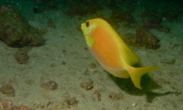 Blue Spotted Rabbitfish (Siganus corallinus) |commons:File:Blue-spotted Spinefoot (Siganus corallinus) (8495944410).jpg