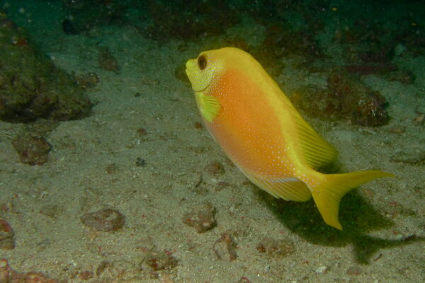 blue-spotted spinefoot (Siganus corallinus) |commons:File:Blue-spotted Spinefoot (Siganus corallinus) (8495944410).jpg