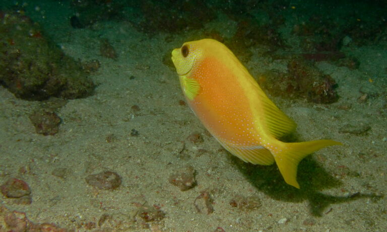 blue-spotted spinefoot (Siganus corallinus) |commons:File:Blue-spotted Spinefoot (Siganus corallinus) (8495944410).jpg