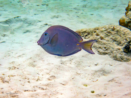 Blue Tang Surgeonfish (Acanthurus coeruleus) |commons:File:Acanthurus coeruleus 247661376.jpg