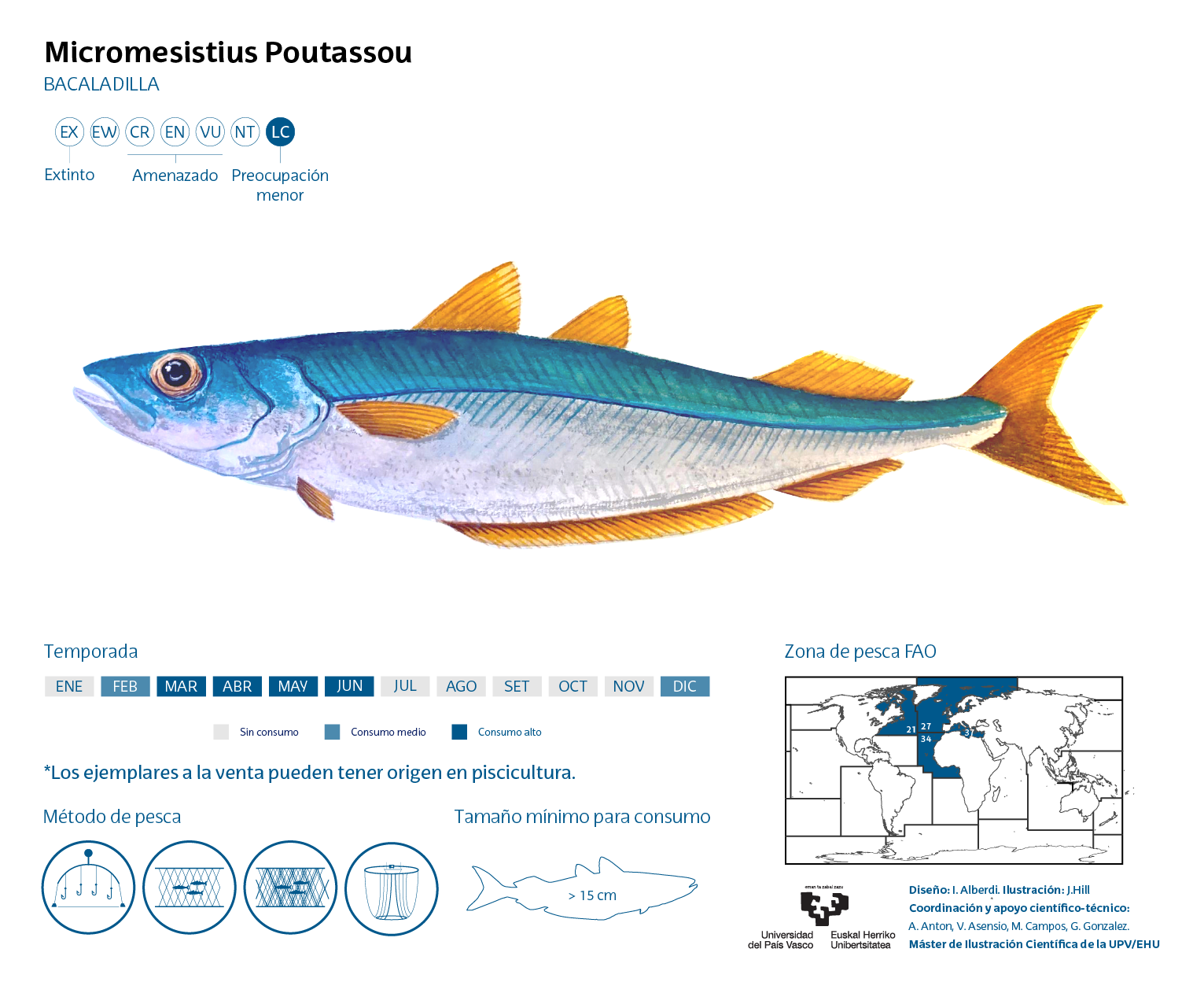 Blue Whiting (Micromesistius poutassou) |commons:File:Ilustración Micromesistius Poutassou.png