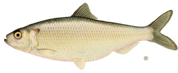 Blueback Herring (Alosa aestivalis) |commons:File:Alosa aestivalis.jpg