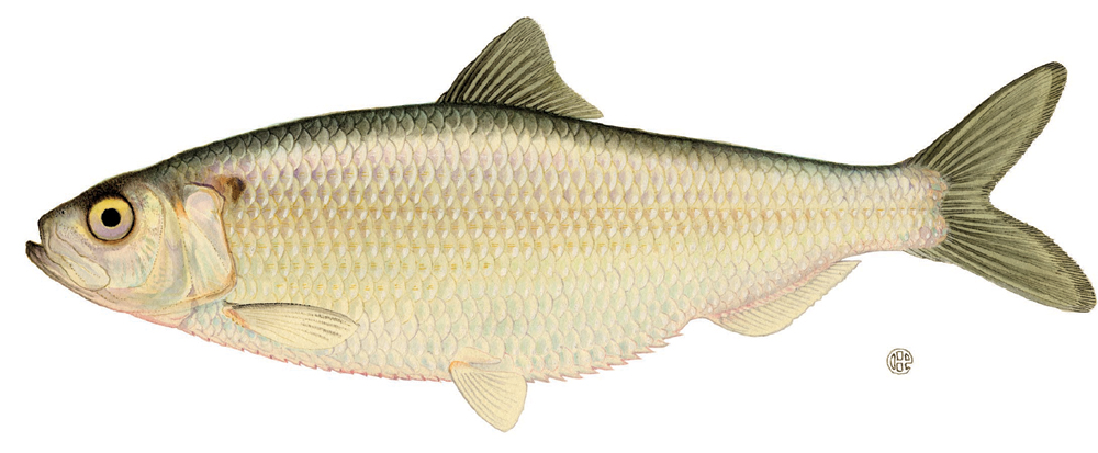 Blueback Herring (Alosa aestivalis) |commons:File:Alosa aestivalis.jpg
