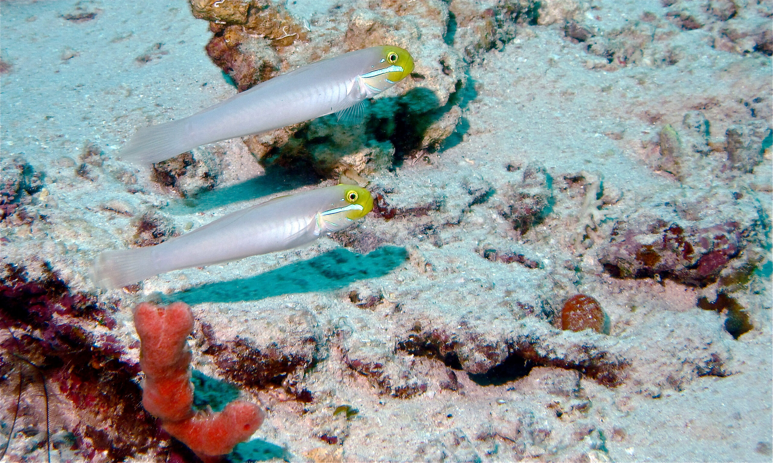 Blueband Goby (Valenciennea strigata) |commons:File:Blueband Gobies (Valenciennea strigata) (6094179650).jpg