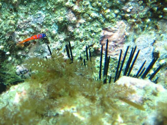 Bluebanded Goby (Lythrypnus dalli) |commons:File:Bluebanded Goby - Lythrypnus dalli.jpg
