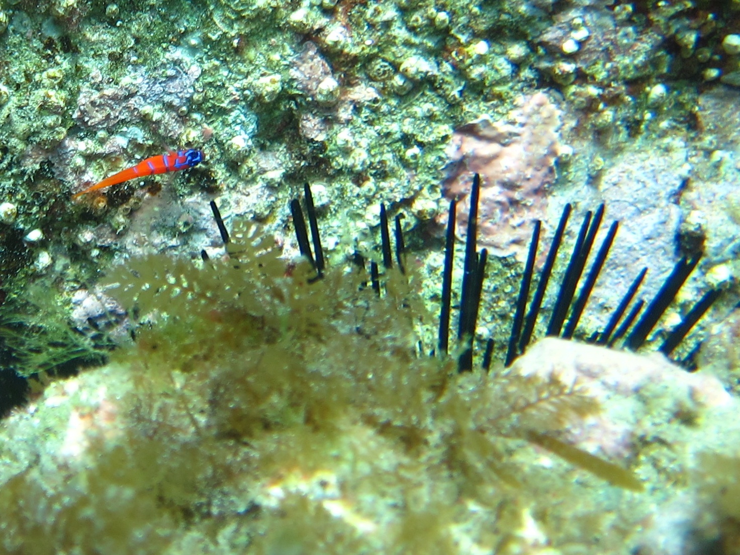 Bluebanded Goby (Lythrypnus dalli) |commons:File:Bluebanded Goby - Lythrypnus dalli.jpg