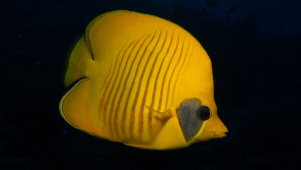 Bluecheek Butterflyfish (Chaetodon semilarvatus) |commons:File:Bluecheek Butterflyfish Chaetodon Semilarvatus (223114765).jpeg