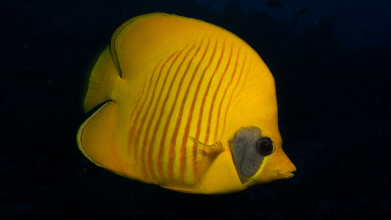 Bluecheek Butterflyfish (Chaetodon semilarvatus) |commons:File:Bluecheek Butterflyfish Chaetodon Semilarvatus (223114765).jpeg