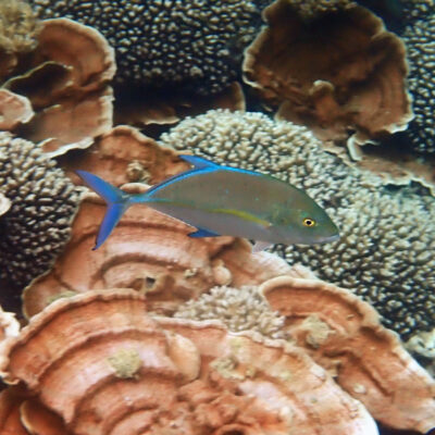 Bluefin Trevally (Caranx melampygus) |commons:File:Caranx melampygus 353921719.jpg
