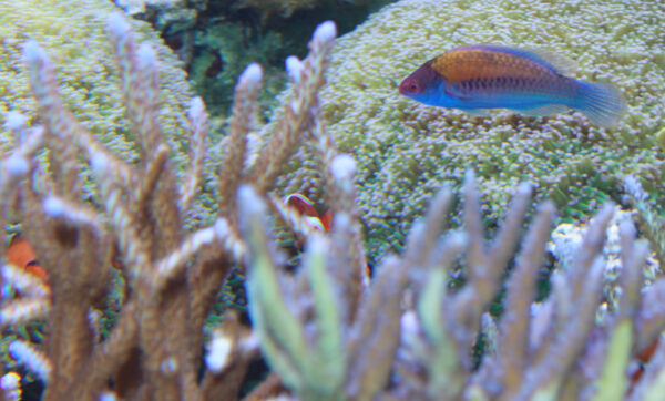 Bluehead Fairy Wrasse (Cirrhilabrus cyanopleura) |commons:File:Bluehead Fairy Wrasse – Cirrhilabrus cyanopleura.jpg