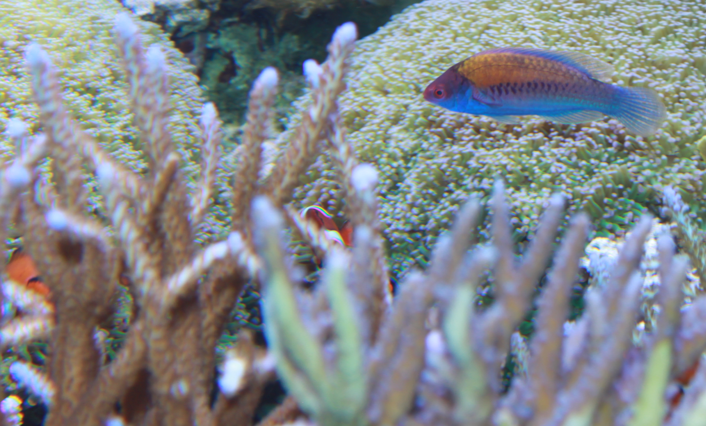 Bluehead Fairy Wrasse (Cirrhilabrus cyanopleura) |commons:File:Bluehead Fairy Wrasse – Cirrhilabrus cyanopleura.jpg