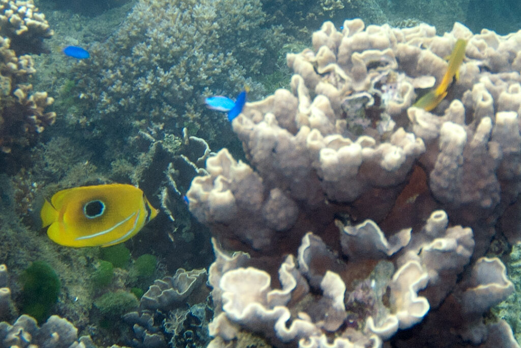 Bluelashed Butterflyfish (Chaetodon bennetti) |commons:File:Bennett’s butterflyfish Chaetodon bennetti (eclipse butterflyfish) (5822467886).jpg