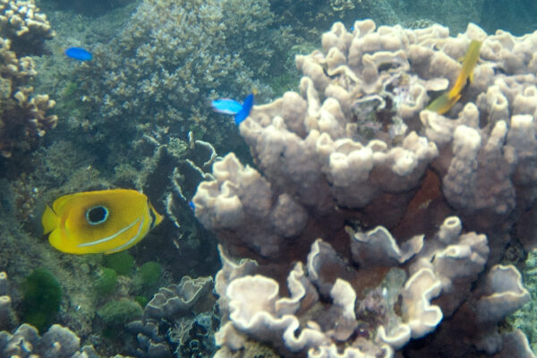 Bluelashed Butterflyfish (Chaetodon bennetti) |commons:File:Bennett’s butterflyfish Chaetodon bennetti (eclipse butterflyfish) (5822467886).jpg