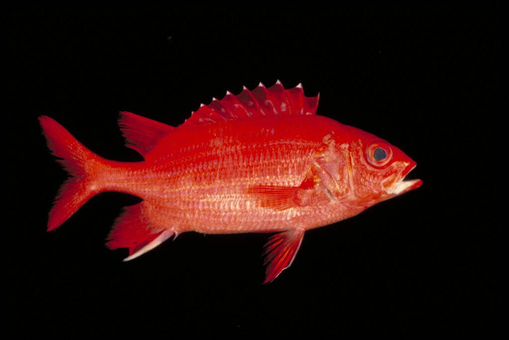 Bluelined Squirrelfish (Sargocentron tiere) |commons:File:Poisson-écureuil tahitien (Sargocentron tiere) (Ifremer 00536-64744).jpg