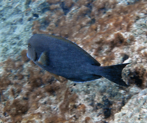 Bluelined Surgeonfish (Acanthurus nigroris) |commons:File:Acanthurus nigroris.gif