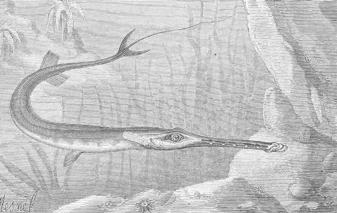 Bluespotted Cometfish (Fistularia tabacaria) |commons:File:FMIB 50478 Pipe-fish (Fistularia tabacaria).jpeg