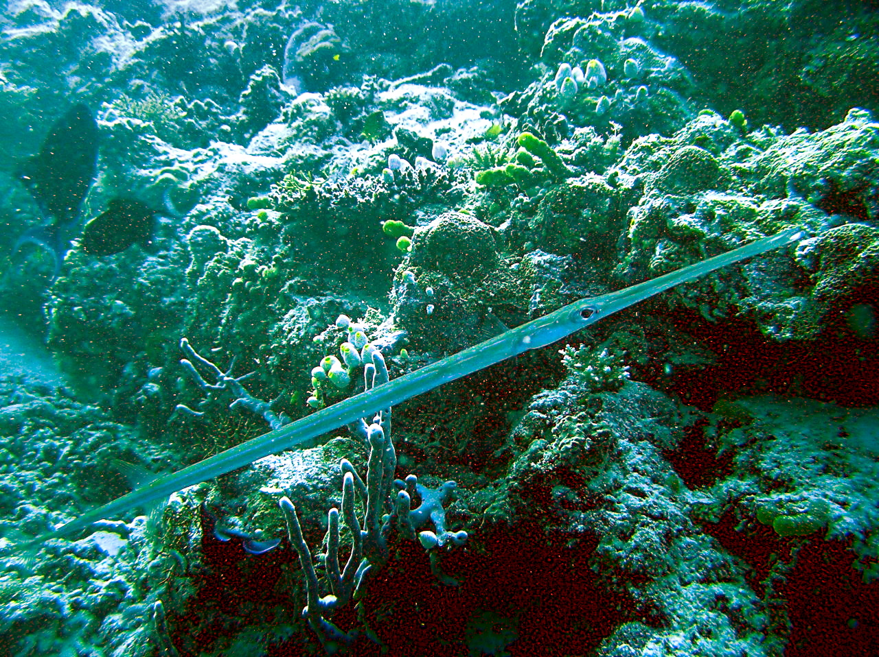 Bluespotted Cornetfish (Fistularia commersonii) |commons:File:Fistularia commersonii1.jpg