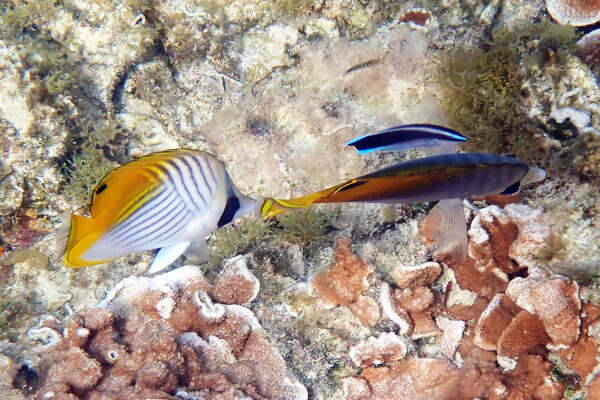 Bluestreak Cleaner Labroides dimidiatus