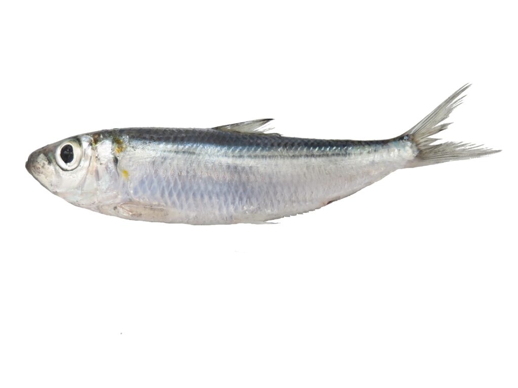 bluestripe herring (Herklotsichthys quadrimaculatus) |commons:File:Hareng à bande bleu (Herklotsichthys quadrimaculatus) (Ifremer 00763-87452).jpg
