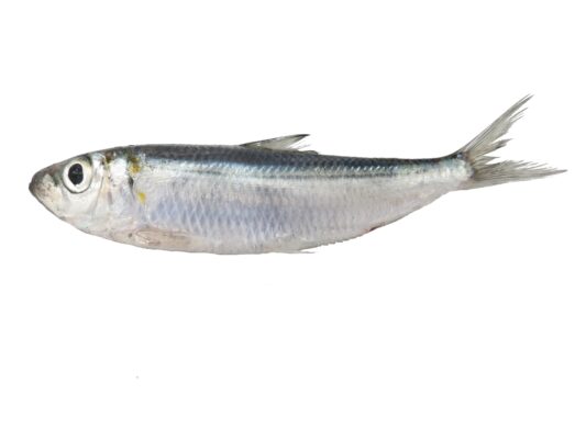 bluestripe herring (Herklotsichthys quadrimaculatus) |commons:File:Hareng à bande bleu (Herklotsichthys quadrimaculatus) (Ifremer 00763-87452).jpg