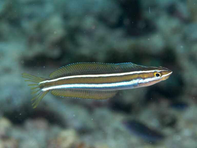 Bluestriped Blenny (Plagiotremus rhinorhynchos) |commons:File:Bluestriped fangblenny (Plagiotremus rhinorhynchos).jpg
