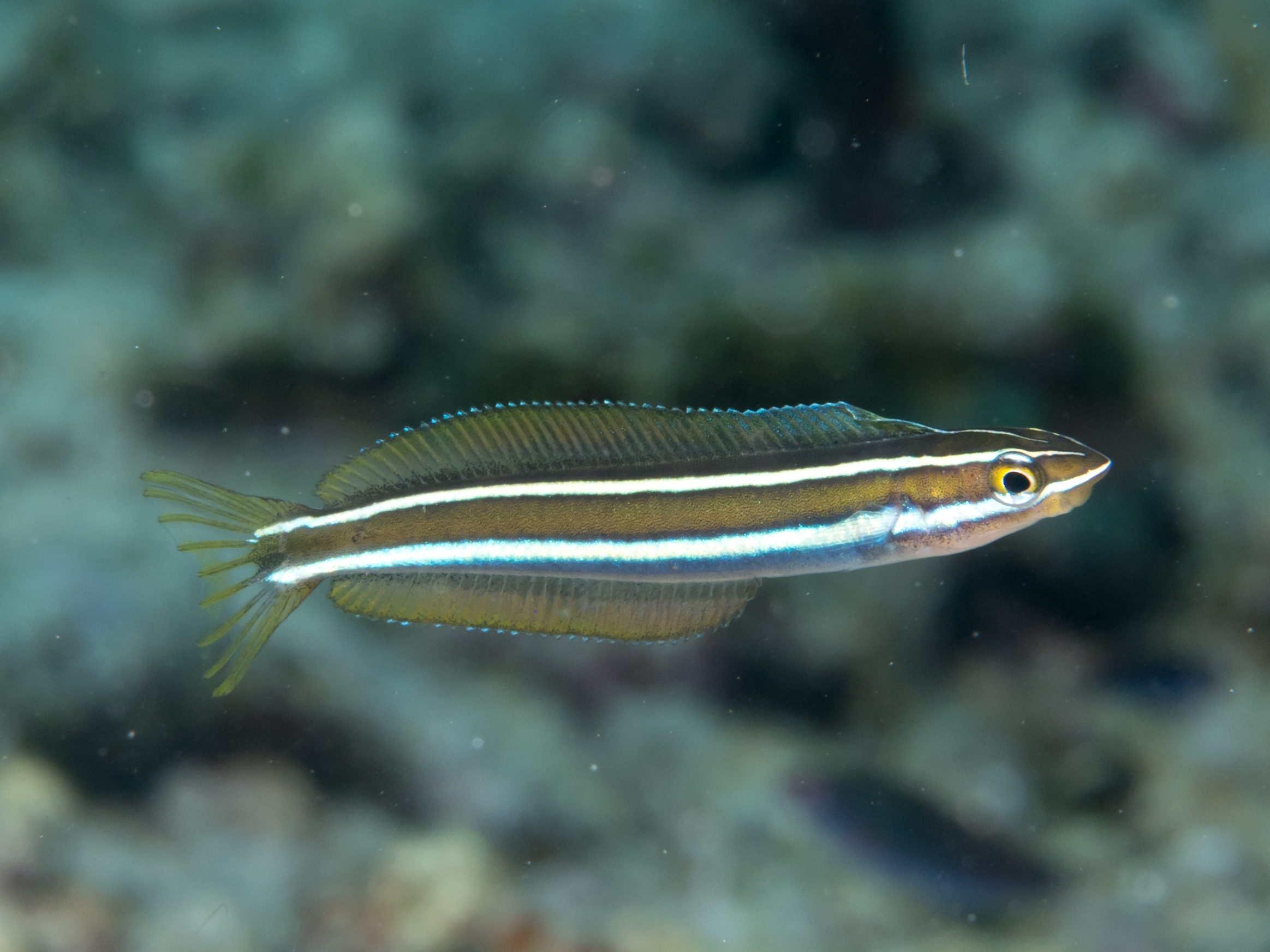 Bluestriped Blenny (Plagiotremus rhinorhynchos) |commons:File:Bluestriped fangblenny (Plagiotremus rhinorhynchos).jpg