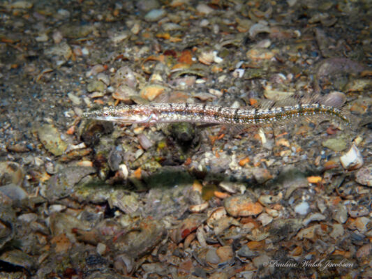 Bluethroat Pikeblenny (Chaenopsis ocellata) |commons:File:Chaenopsis ocellata 160527908.jpg