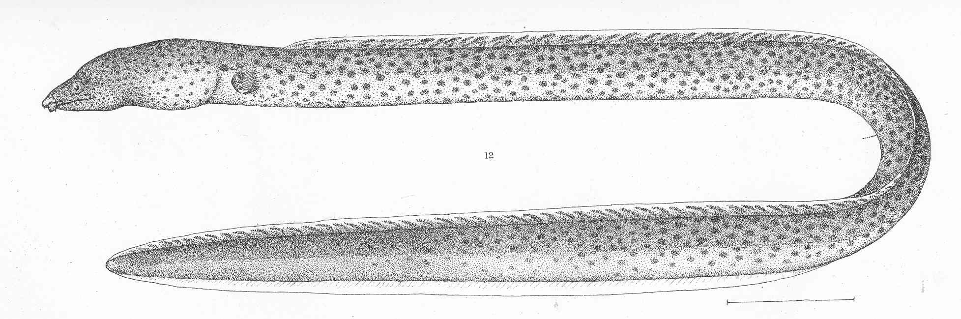 Blunt-toothed Snake Eel (Pisodonophis daspilotus) |commons:File:FMIB 50680 Pisodonophis daspilotus Gilbert Type specimen; Panama.jpeg