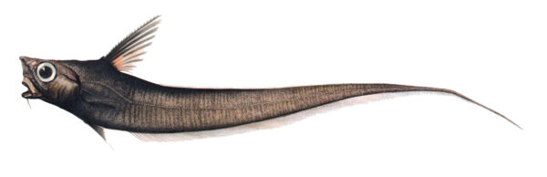 Bluntsnout Grenadier (Nezumia sclerorhynchus) |commons:File:Nezumia sclerorhynchus.jpg
