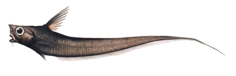 Bluntsnout Grenadier (Nezumia sclerorhynchus) |commons:File:Nezumia sclerorhynchus.jpg
