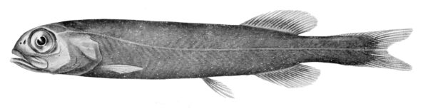 Bluntsnout Slickhead (Rouleina squamilatera) |commons:File:Rouleina squamilatera.jpg