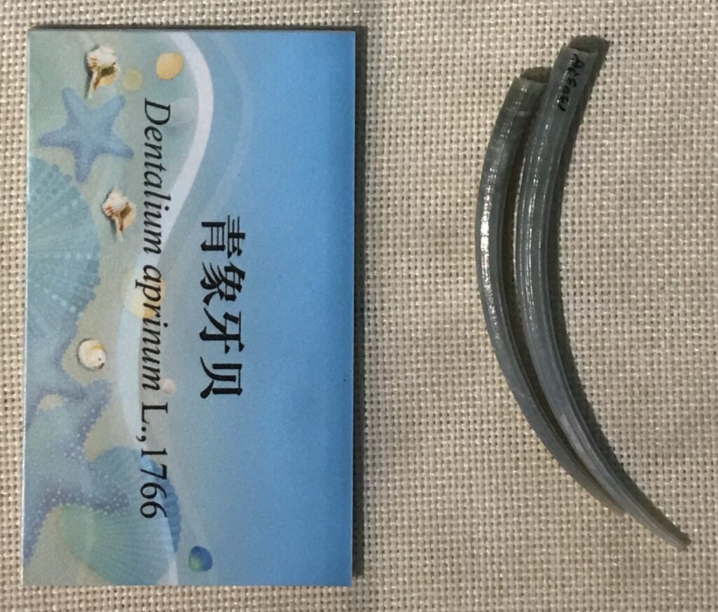 boar's tusk Dentalium aprinum