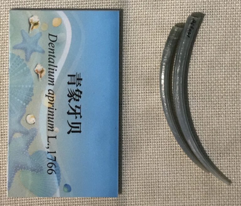 boar's tusk Dentalium aprinum