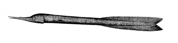 Bobtail Eel (Cyema atrum) |commons:File:Cyema atrum.jpg