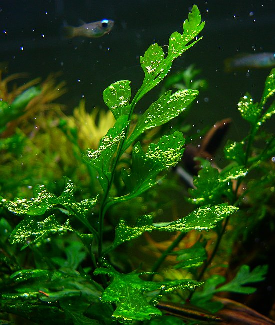 Bolbitis Heudelotii (Bolbitis heudelotii) |commons:File:Bolbitis heudelotii.jpeg