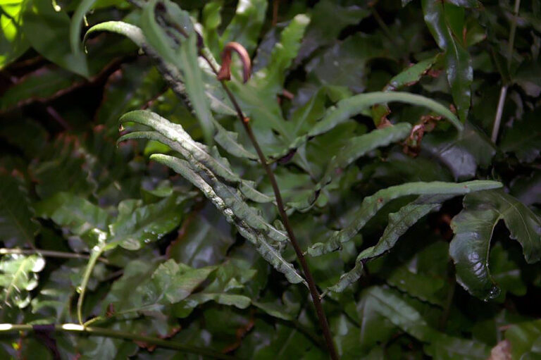 Bolbitis Portoricensis (Bolbitis portoricensis) |commons:File:Bolbitis portoricensis 0zz.jpg