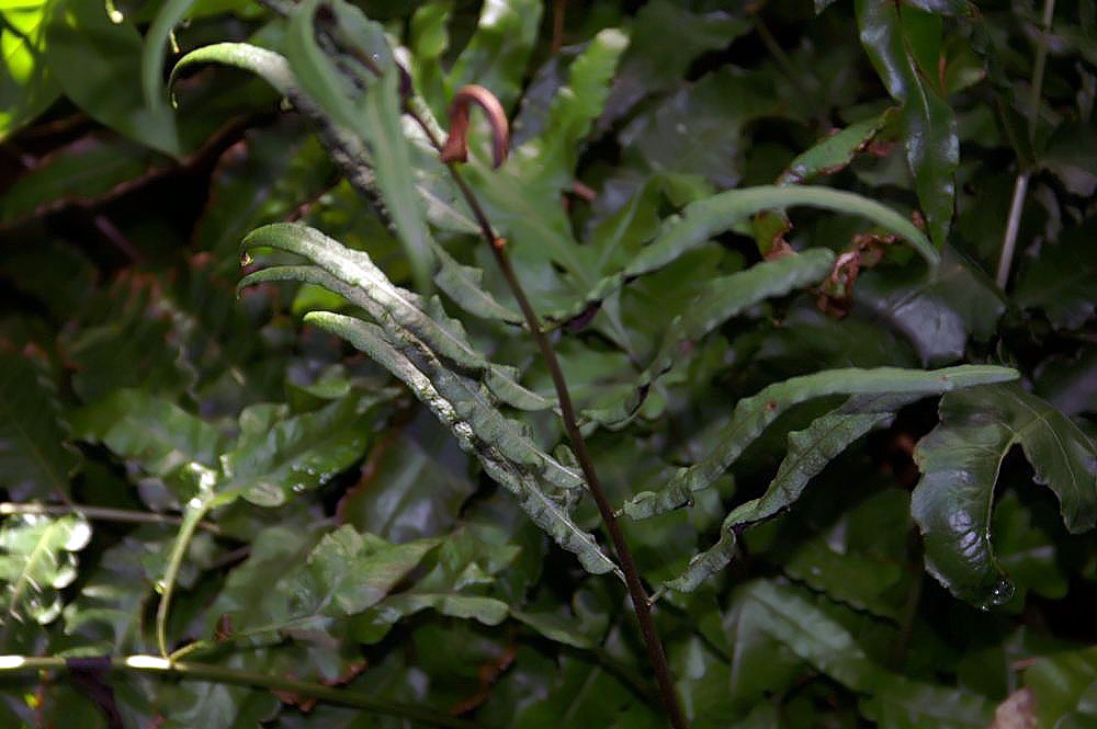 Bolbitis Portoricensis (Bolbitis portoricensis) |commons:File:Bolbitis portoricensis 0zz.jpg