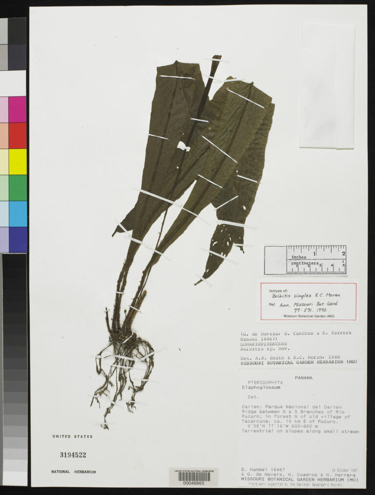Bolbitis Simplex (Bolbitis simplex) |commons:File:Bolbitis simplex R C Moran nmnhbotany 2142092 NMNH-00048865-000001.jpg