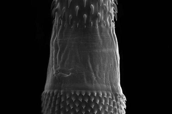 Bolbosoma turbinella Bolbosoma turbinella