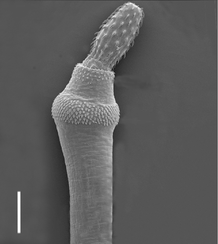 Bolbosoma vasculosum Bolbosoma vasculosum