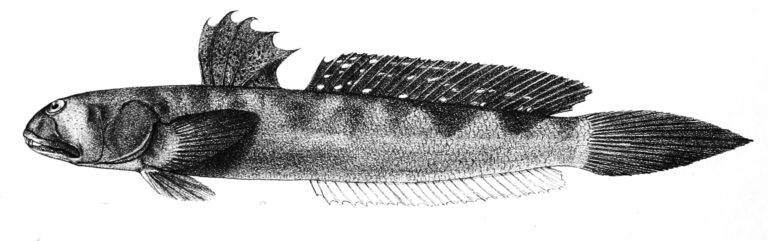 Boleophthalmus dussumieri (Boleophthalmus dussumieri) |commons:File:Boleophthalmus dussumieri Ford 64.jpg